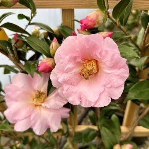 Camellia sasanqua 'Asakura' | Piedmont Carolina Nursery